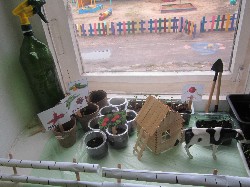 Concurență-concurs de grădină pe fereastră