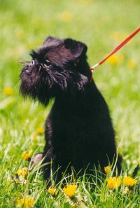Собака грифон різновиди, особливості догляду та утримання породи