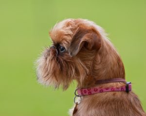 Griffon kutya faj, különösen a kezelés és karbantartás fajta