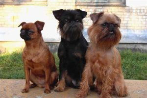 Собака грифон різновиди, особливості догляду та утримання породи