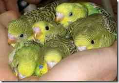 Tartás és tenyésztés budgies - a tenyész- -ha () - endif - katalógus