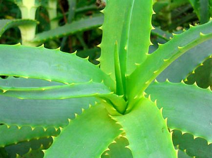 Aloe vera juice a haj (dörzsölje masszázs mozdulatok) aloe vera juice a haj