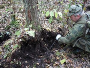 Сонник коріння дерев, рослин в землі бачити уві сні до чого сняться