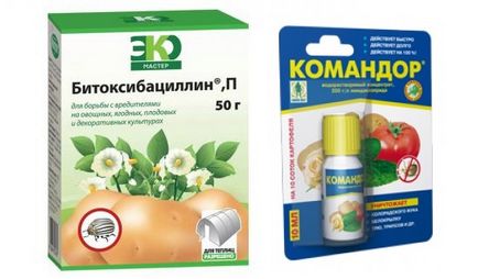 Поради, ніж обробити теплицю восени від павутинного кліща, попелиці, білокрилки, найефективніші