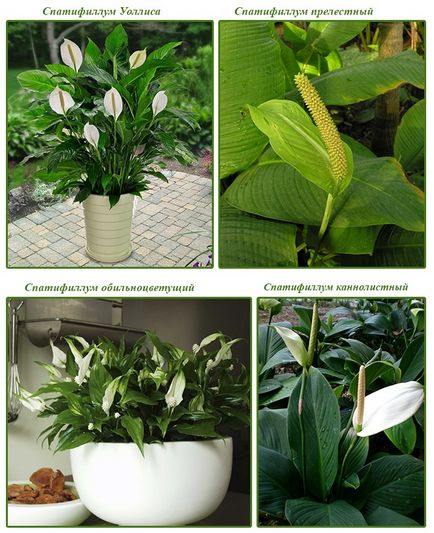 Spathiphyllum la domiciliu de îngrijire pentru spathiphyllum, floare în casă