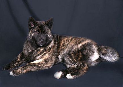 Standard breed fci Nr 344 American Akita (un câine mare japonez)