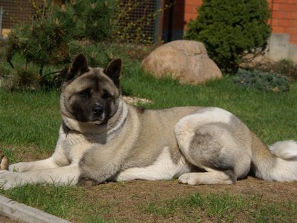 Standard breed fci Nr 344 American Akita (un câine mare japonez)