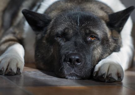 Standard breed fci Nr 344 American Akita (un câine mare japonez)