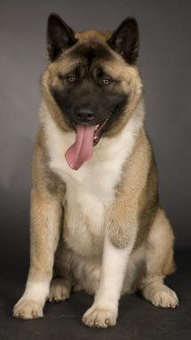 Standard breed fci Nr 344 American Akita (un câine mare japonez)