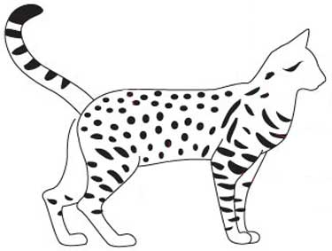 Стандарт породи кішок єгипетська мау (egyptian mau)
