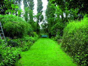Статті трав'яні доріжки у вашому саду