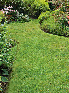 Статті трав'яні доріжки у вашому саду