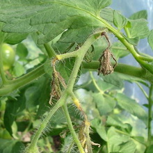 Stolbur sau fitoplasmoza de tomate, cartofi și ardei fotografii și măsuri de luptă