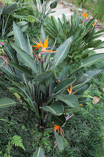 Strelitzia este o pasăre de paradis, verde