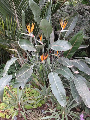 Strelitzia este o pasăre de paradis, verde