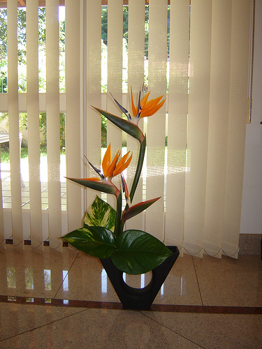 Strelitzia este o pasăre de paradis, verde