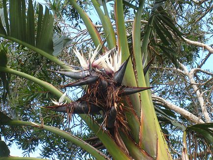 Strelitzia este o pasăre de paradis, verde