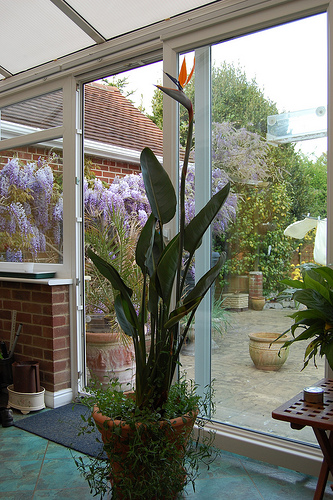 Strelitzia - paradicsommadár, greenhome (greenhome) Strelitzia - paradicsommadár, greenhome