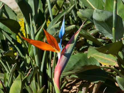 Strelitzia este o pasăre de paradis, verde