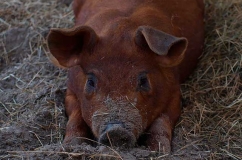 Свині породи дюрок характеристика, опис з фото і відгуками, особливості утримання та розведення