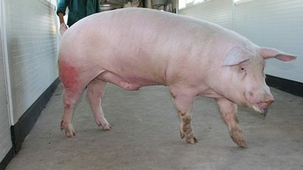Свині породи дюрок характеристика, опис з фото і відгуками, особливості утримання та розведення