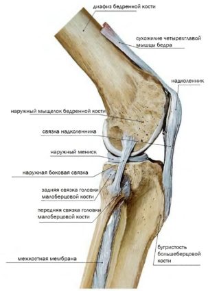 Anatomia articulației genunchiului