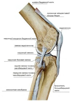 Зв'язки колінного суглоба анатомія