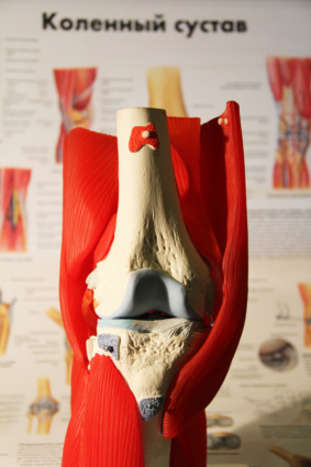 Anatomia articulației genunchiului