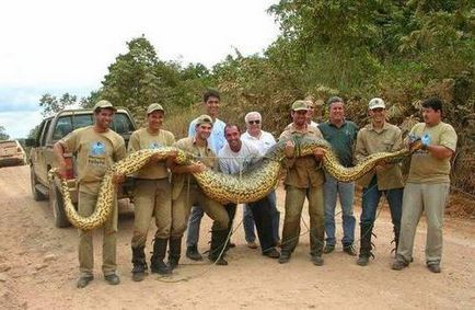 Este un șarpe anaconda atât de periculoasă