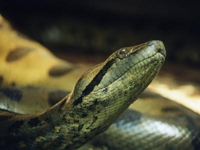 Este un șarpe anaconda atât de periculoasă