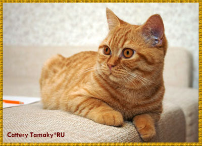 Tamakyru kennel brit macska Moszkva, Vörös brit macska, macskák