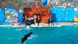 Teatrul animalelor marine - zona de apă - în Yalta