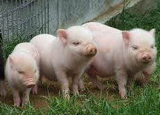 Тічка і тривалість поросності у свиней