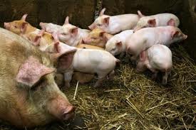 Тічка і тривалість поросності у свиней
