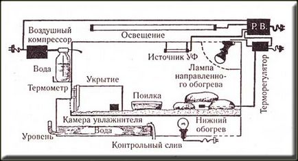 Típusai terráriumok a kígyók (faj) Típusai terráriumok a kígyók