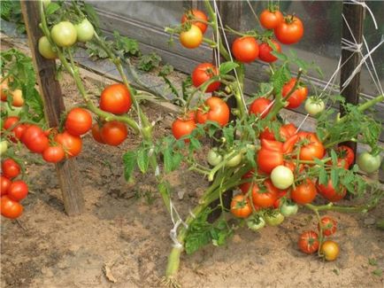 Tomato sanka caracteristică, descrierea clasei cu fotografii, recenzii