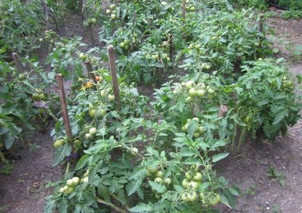 Tomato sanka caracteristică, descrierea clasei cu fotografii, recenzii