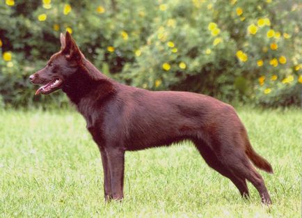 Топ-10 порід собак середніх розмірів коротка характеристика, особливості та фото