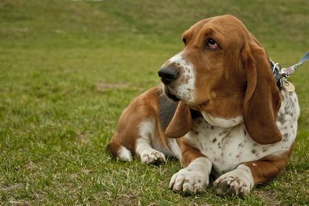 Top-10 rase de câini de dimensiuni medii o scurtă descriere, caracteristici și fotografii