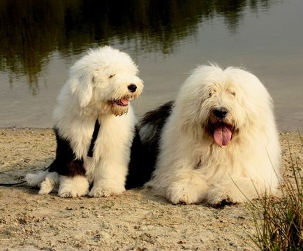 Топ-10 порід собак середніх розмірів коротка характеристика, особливості та фото