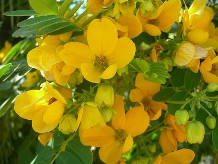 Plante Senna pentru curățarea intestinului (inclusiv constipație), aplicarea frunzelor, ceaiului, laxativului