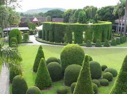 Thuja occidental, aterizare și îngrijire