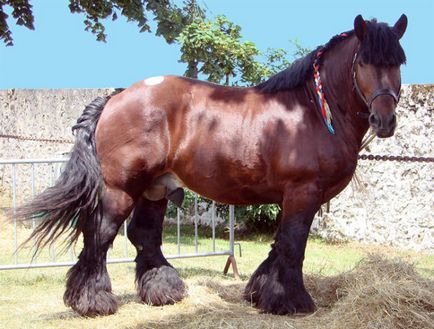 Возні породи коней