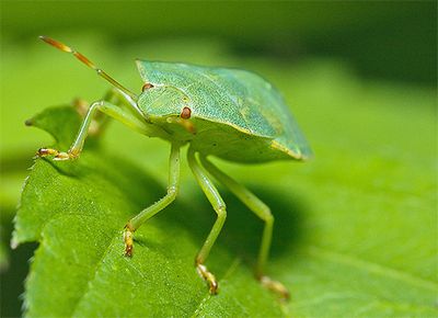 Street bug-uri în apartament cum să scape