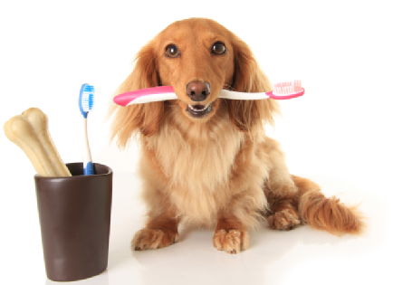 Ультразвукова чистка зубів собакам