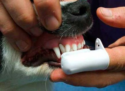 Curățarea ultrasonică a dinților la câini