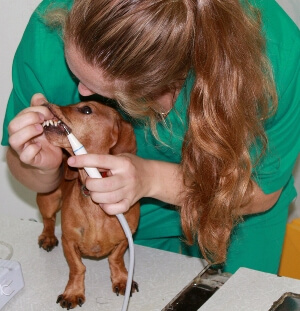 Ультразвукова чистка зубів у собак, світ жінки