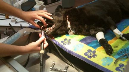 Curățarea dinților cu ultrasunete la câini, lumea femeilor