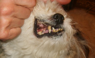 La câinele meu miros neplăcut din gură, copii de faună