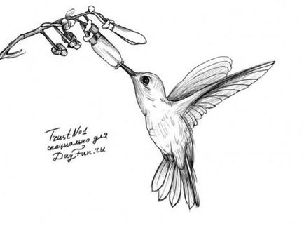Festés órák - hogyan kell felhívni kolibri ceruza szakaszaiban